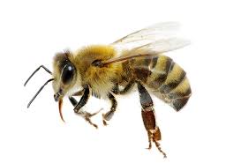 piqûre d'abeille gonflement et allergie que faire