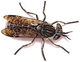 Un gros taon au corps noir et aux ailes transparentes est en train de piquer la peau d'un bras humain, laissant une petite tache rouge sur la peau.